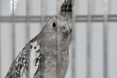 passaro-plano-apertado